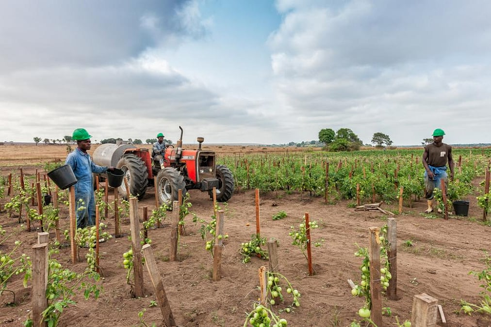 Farm workers tending to a tractor-assisted large-scale tomato farm in an African rural area under partly cloudy skies